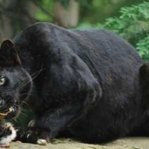 Leopardul negru: descrierea speciei, în care trăiește, modul de comportament