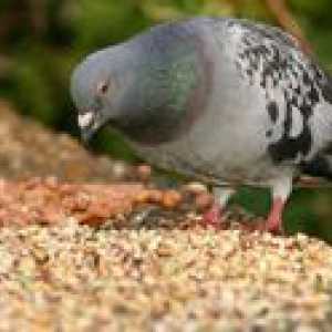 Ce hrănește un porumbel acasă decât să-l hrănească pe stradă