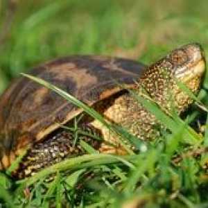 Ce și cât de des ar trebui să existe țestoase fluviale la domiciliu