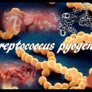 Ce este acest streptococ pyogenes: tratamentul cu Streptococcus