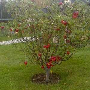 Ce puteți pune sub mărul din grădină