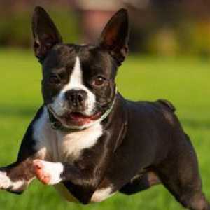 Ce este o rasă de câini `boston terrier`, cum să alegi un cățeluș
