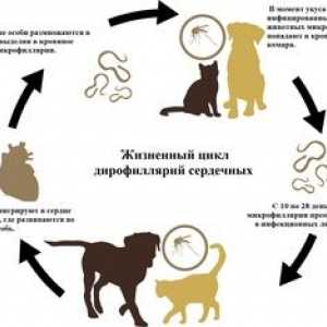 Ce este dyrofilariasis la câini