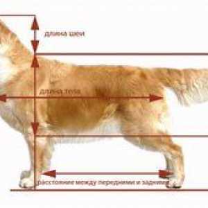 Care este greabantele unui câine, pentru ce este și unde este?