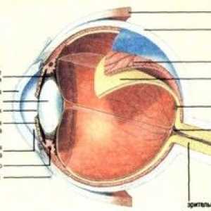 Care este retina ochiului, care sunt funcțiile și structura acestuia