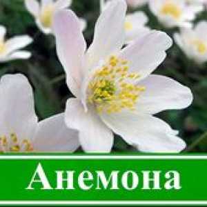 Floarea anemonei: plantarea unei anemone în sol deschis, îngrijirea florilor