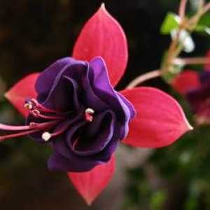 Fuchsia flower: cultivarea și îngrijirea la domiciliu
