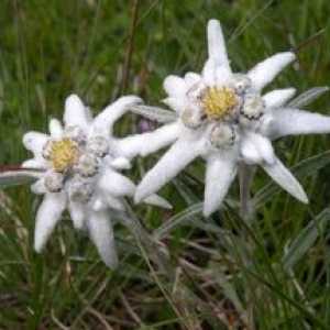 Flower Edelweiss Alpine - planta de noroc și dragoste