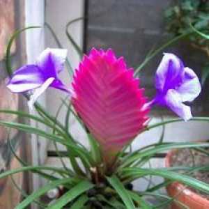Floarea Tillandsia: îngrijire la domiciliu, specii și soiuri