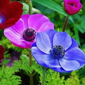 Flori de anemone: cele mai populare specii de anemone forestiere