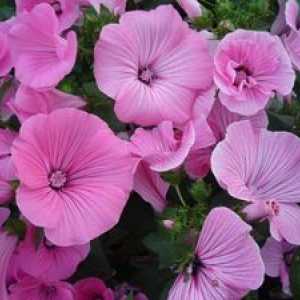 Flori de lavetator: crescând din semințe și aplicații
