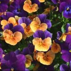Flori Viola: trăsături de creștere pe terenul grădinii