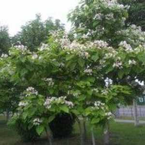 Arbore catalpa: descriere botanică, plantare și îngrijire