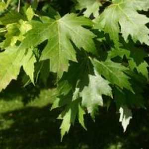 Maple Tree: în cazul în care specia crește, de asemenea