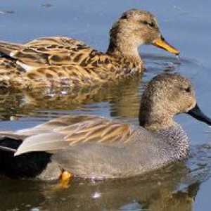 Wild duck: descriere, conținut, hrănire