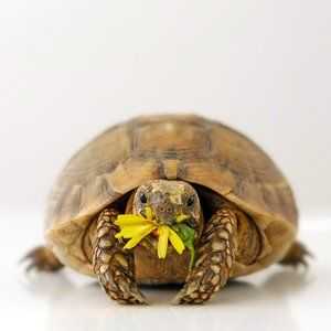 Turturele de acasă, cum să păstreze o broască țestoasă la domiciliu