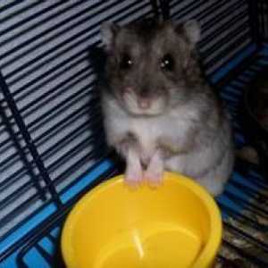 Dzhungar hamster: îngrijire și conținut