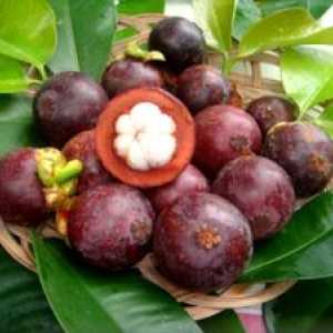Fruct mangosteen: descriere și compoziție, beneficii și efecte negative ale mangosteenului