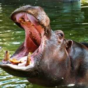 Unde locuieste hipopotamul si ce mananca hipopotamul obisnuit?