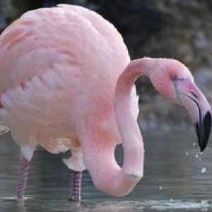 În cazul în care pasărea trăiește flamingo roz