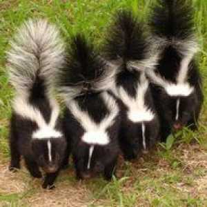 Unde trăiește skunk: unde trăiește skunk-ul dungat?