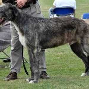 Giants din lume canine - câini din rasa Irlandez Wolfhound