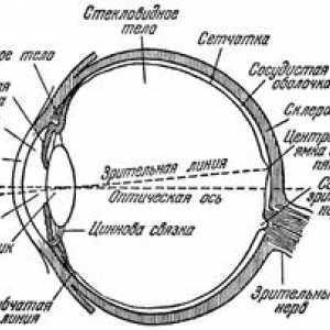 Ochiul uman, schema și dispozitivul globului ocular