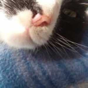 Nasul fierbinte și uscat într-o pisică: motive