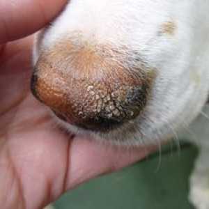 Nasul fierbinte și uscat la un câine: motive