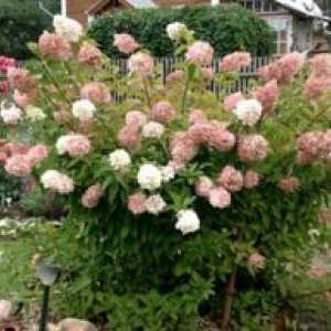 Hydrangea paniculate grandiflora: plantare și îngrijire