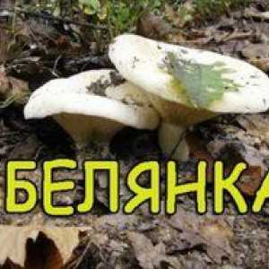 Ciuperci Belyanka, descrierea lor, fotografii și rețete: cum să le gătiți delicios
