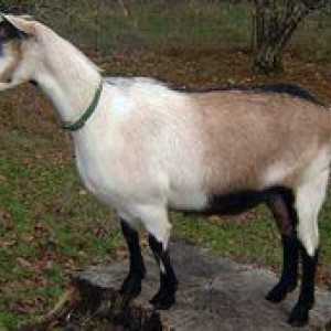 Caracteristicile rasei de capră alpină, demnitatea acesteia