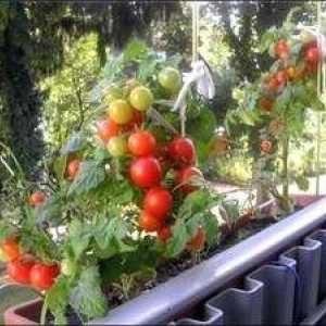 Caracteristicile unui "miracol de balcoane" de tomate și fotografiile lor