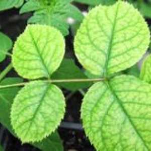 Cloroza în plante: ce boală și modul de tratare
