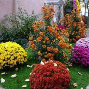 Crizanteme perene: plantarea și îngrijirea florilor de grădină