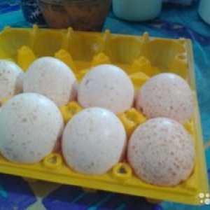 Incubarea ouălor de curcan la domiciliu