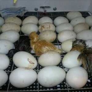 Incubarea ouălor de rață, cum să eliminați rață într-un incubator