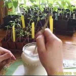 Utilizarea drojdiei pentru răsaduri pentru fertilizare: recenzii