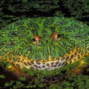 Specii otrăvitoare de broaște: cea mai otrăvitoare broască din lume