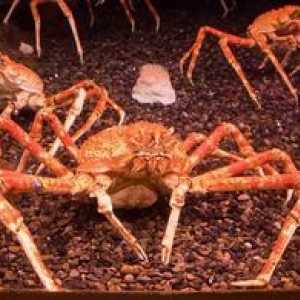 Crabul păianjen japonez: o descriere a unui crab gigant
