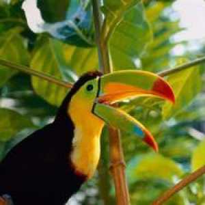 Păsări exotice: specie și descriere