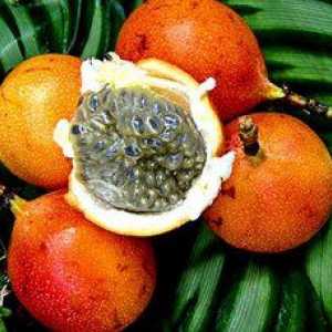 Fructe exotice de granadilla: descriere și proprietăți utile