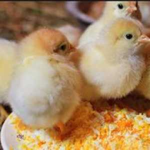 Instrucțiuni Eriprim Bt pentru găini