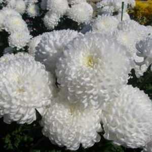 Ceea ce dau crizantemele albe, galbene și alte crizanteme