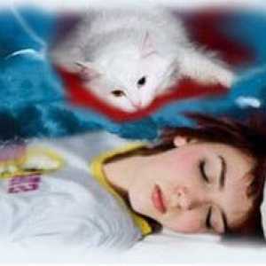 Ce visează pisica și ce simbolizează în visuri