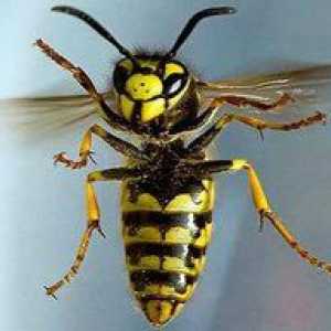 Ce este un vis de viespe: interpretarea unui vis conform unei cărți de vis