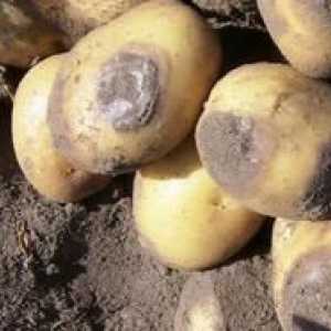 Cum se face cu phytophthora pe cartofi: procesare