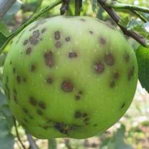 Cum se poate trata scabia cu mere și cu alți pomi fructiferi