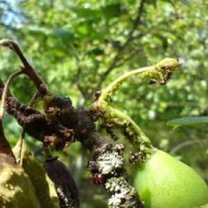 Cum să rezolvați afidele pe pomi fructiferi?