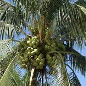 Cum și unde cresc nucă de cocos pe o palmă de nucă de cocos?